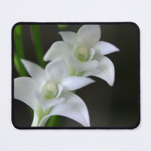 Item preview, Dendrobium kingianum var. alba. designed and sold by andrachne.