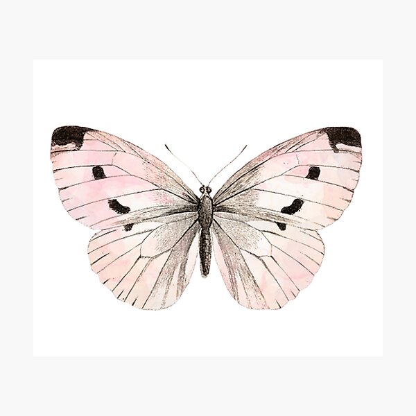 Butterfly flutter - soft peach Photographic Print