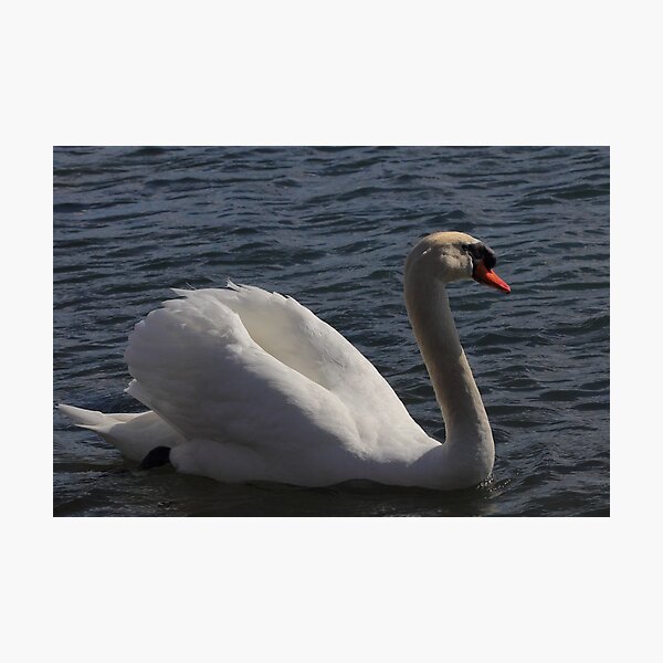 Mute Swan #1 Photographic Print