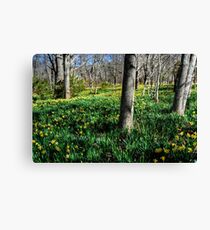 Daffodils field forever... Canvas Print