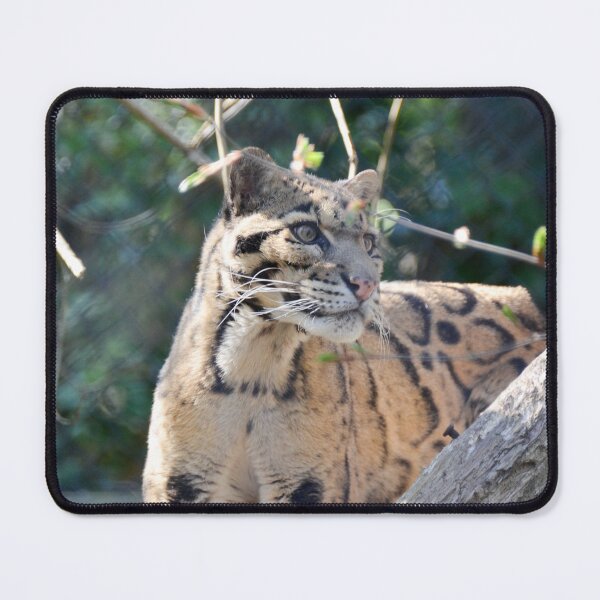 Item preview, Clouded leopard designed and sold by Ksswaden.