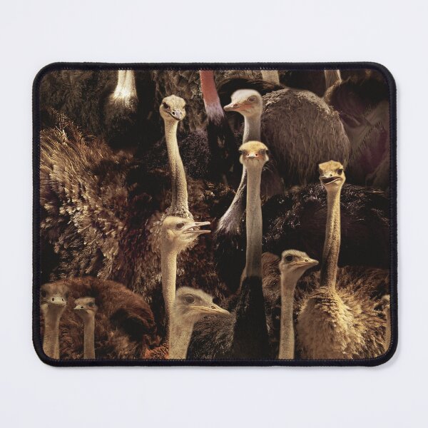 Item preview, Ostriches designed and sold by MaxencePierrard.