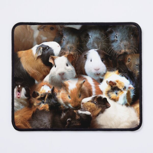 Item preview, Guinea Pigs designed and sold by MaxencePierrard.