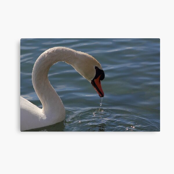 Mute Swan #5 Canvas Print