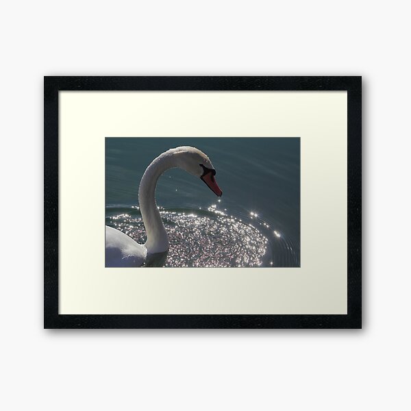 Mute Swan #6 Framed Art Print