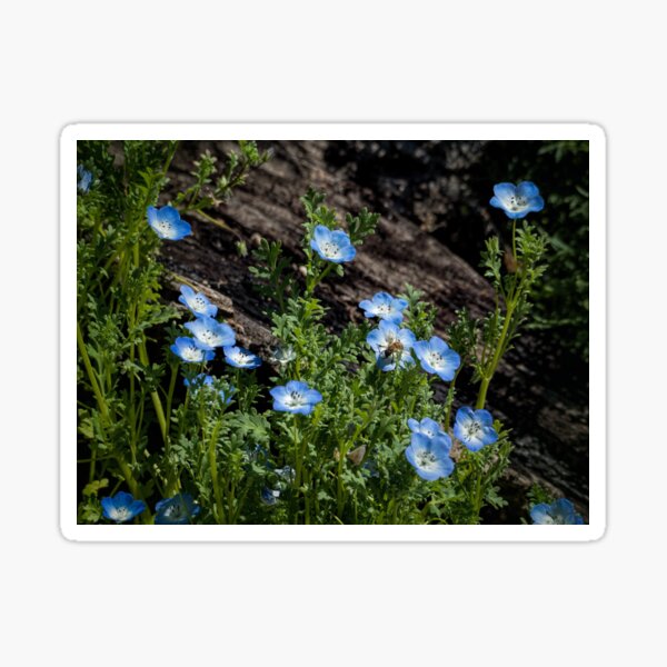 Item preview, Cheerful blue wildflowers (Nemophila menziesii) designed and sold by Art in Nature.