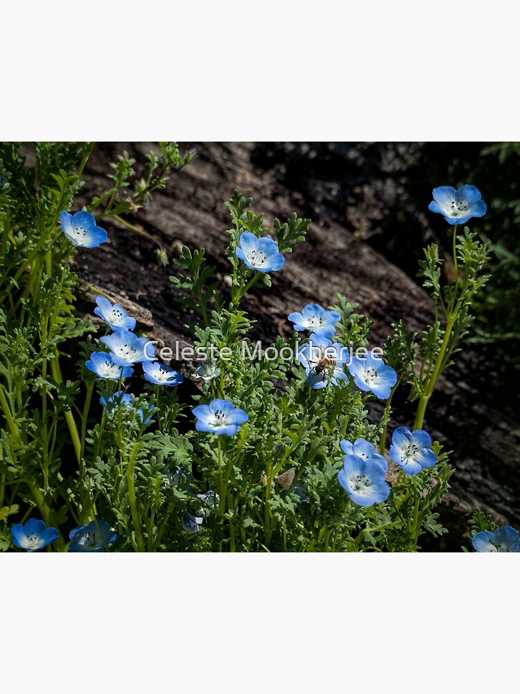 Lámina rígida «Alegres flores silvestres azules (Nemophila menziesii)» de  celestem | Redbubble