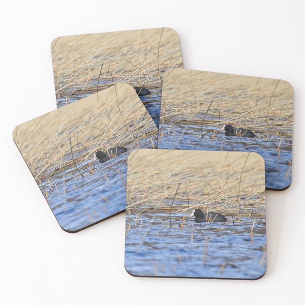Item preview, The colors of the day. Eurasian coot designed and sold by Jouko Lehto Photography.