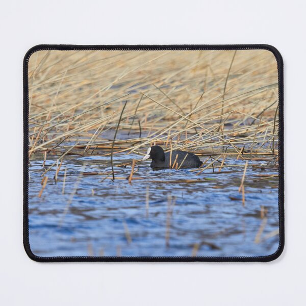 Item preview, The colors of the day. Eurasian coot designed and sold by Jouko Lehto Photography.