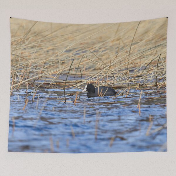 Item preview, The colors of the day. Eurasian coot designed and sold by Jouko Lehto Photography.