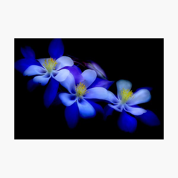 columbines Photographic Print
