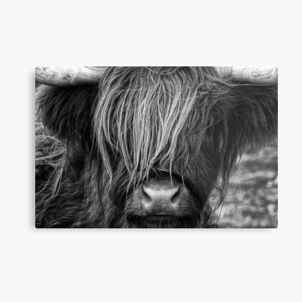 Highland Cow, Scotland Metal Print