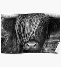 Highland Cow, Scotland Poster