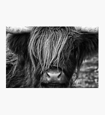 Highland Cow, Scotland Photographic Print
