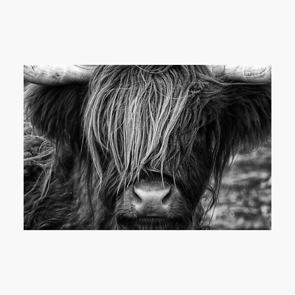Highland Cow, Scotland Photographic Print
