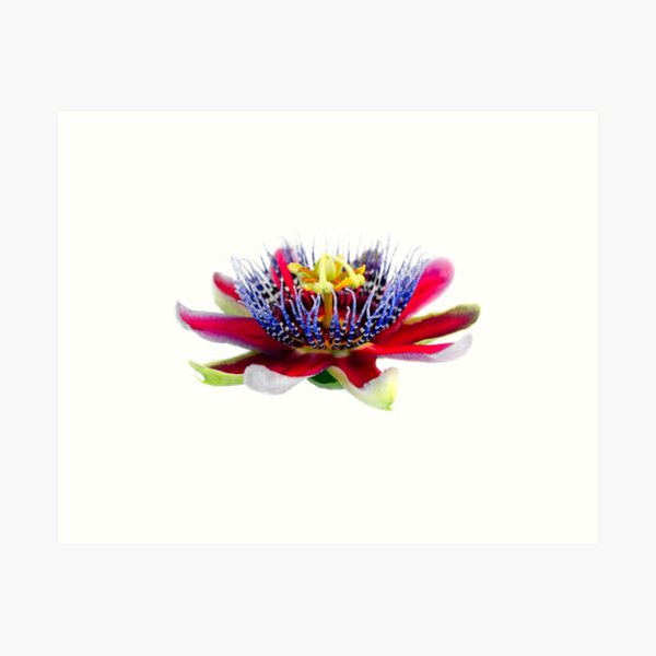 Exotic passion flower Art Print