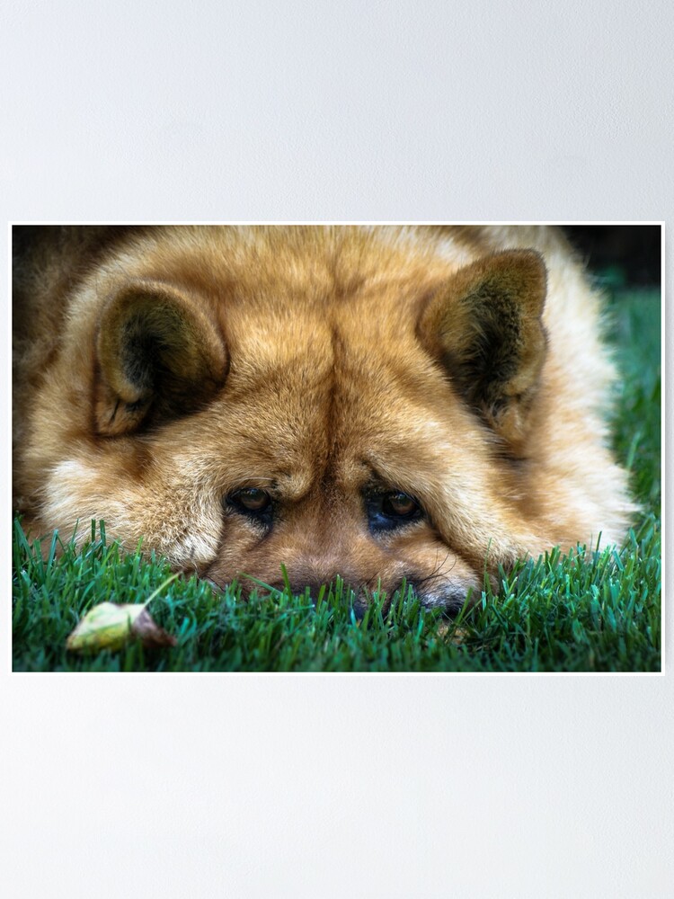 teddy chow chow