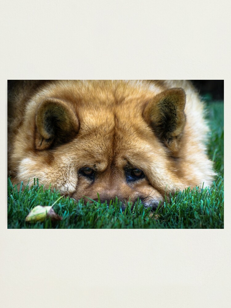 teddy chow chow