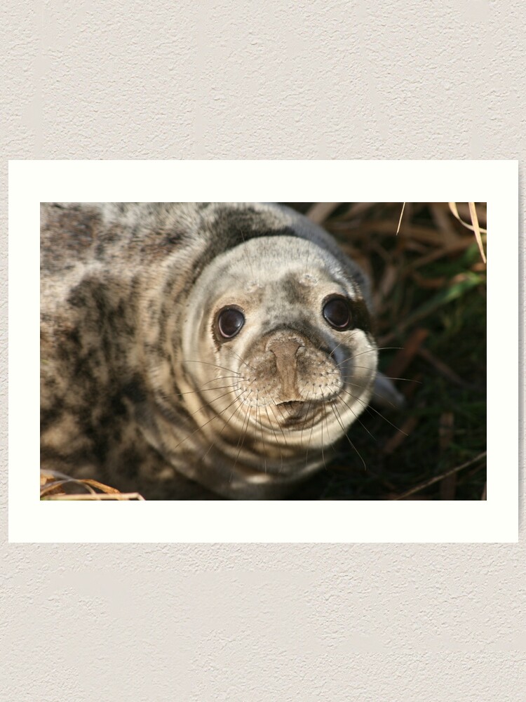 Alternate view of Seal Art Print