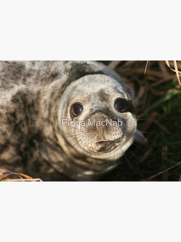 Seal by orcadia