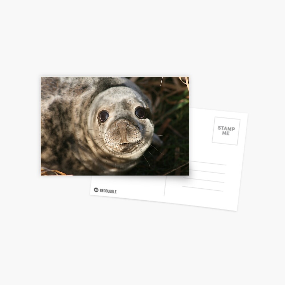 Seal Postcard