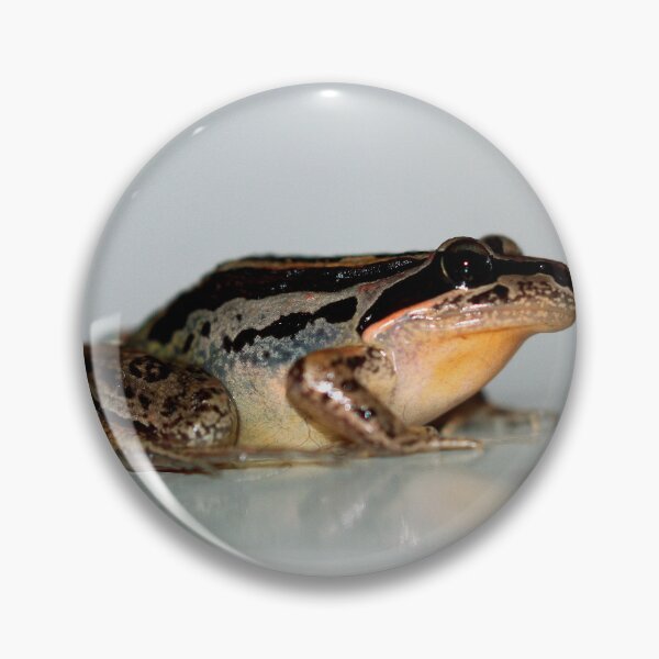 Item preview, Litoria nasuta designed and sold by andrachne.