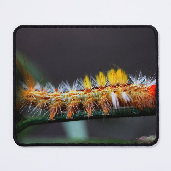 Item preview, Orgyia australis designed and sold by andrachne.