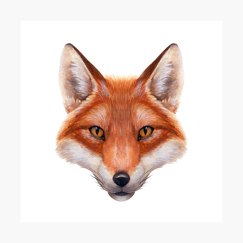 Red Fox Face Poster By Fantasydesigns Redbubble