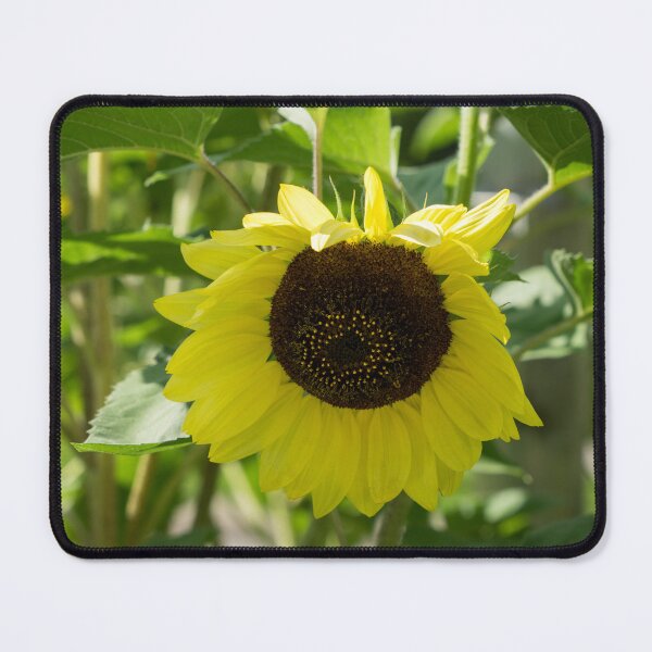 Item preview, A Lemony Yellow Sunflower - the Beautiful National Flower of Ukraine designed and sold by Georgia Mizuleva.