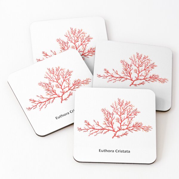 Item preview, Euthora cristata - a genus of thalloid red algae. Hand drawn vector illustration designed and sold by Familyshmot.