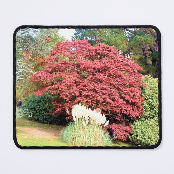 Item preview, Pampas Grass, Sheffield Park, England designed and sold by QualitySolution.