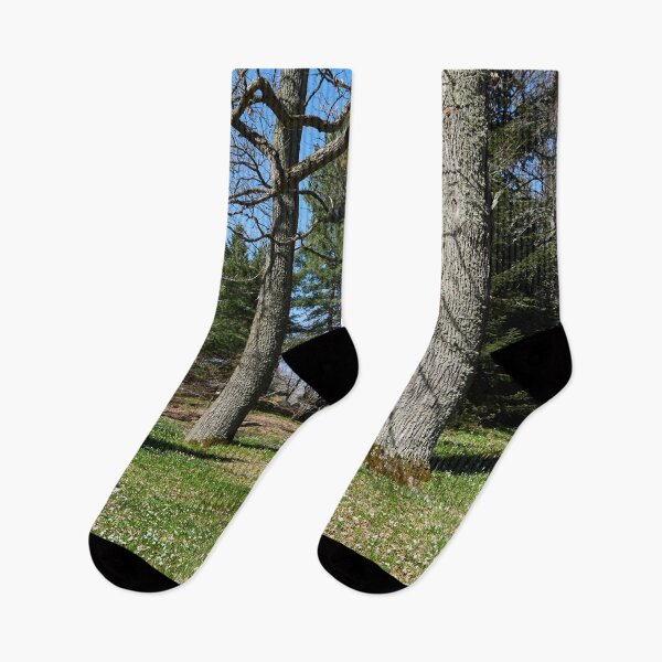 Item preview, Under the naked oaks vertical designed and sold by Jouko Lehto Photography.