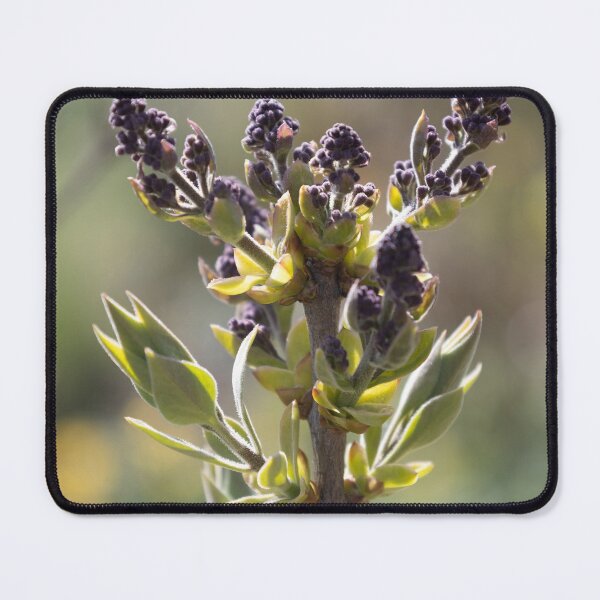 Item preview, Lilac designed and sold by Calidris Fotografie Steffi & Ben Köppler.