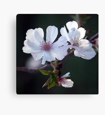 Blossoms Canvas Print
