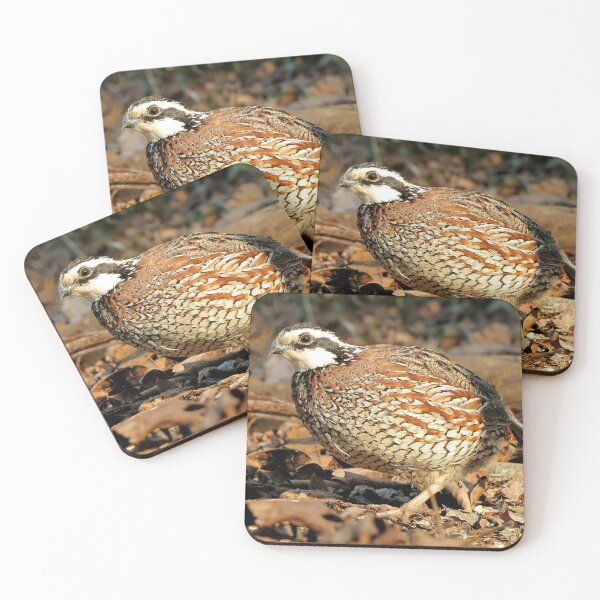 Item preview, I'm A Male Quail! designed and sold by Jean Gregory Evans.