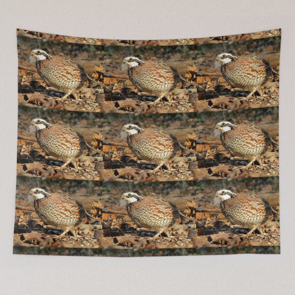 Item preview, I'm A Male Quail! designed and sold by Jean Gregory Evans.