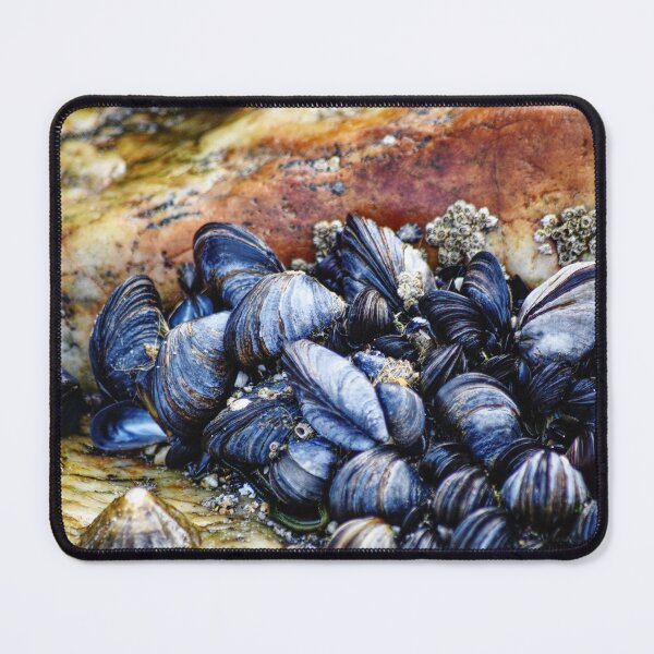 Item preview, Cluster of Mussels Shells on Rocks designed and sold by Charles Oliver Creations.