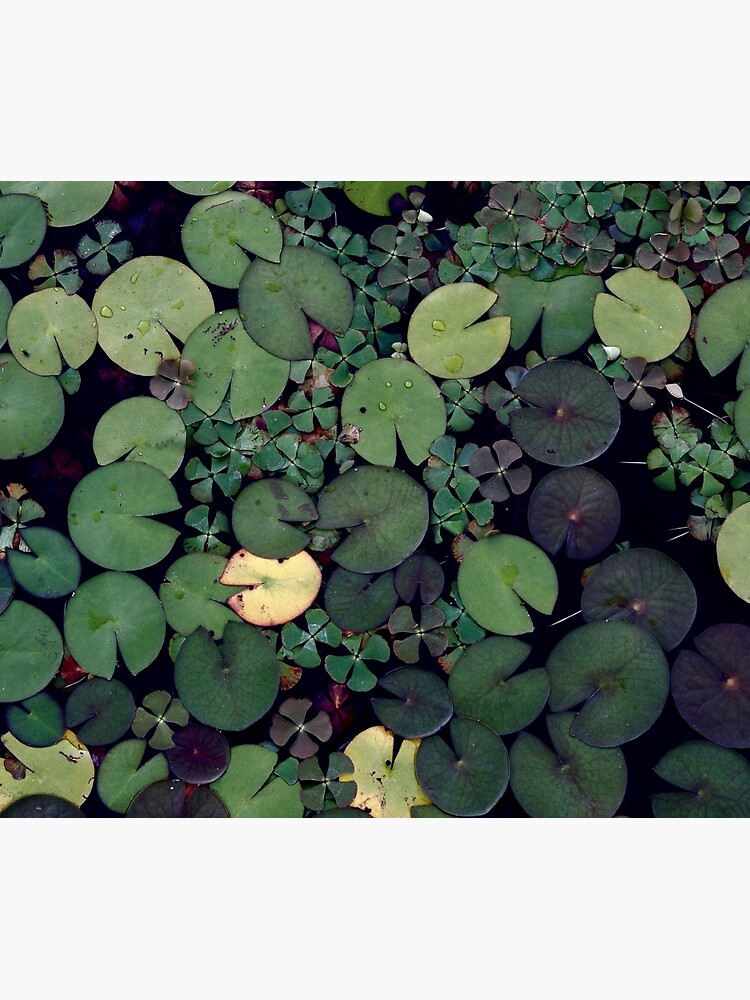 Lily Pads by colorandpattern