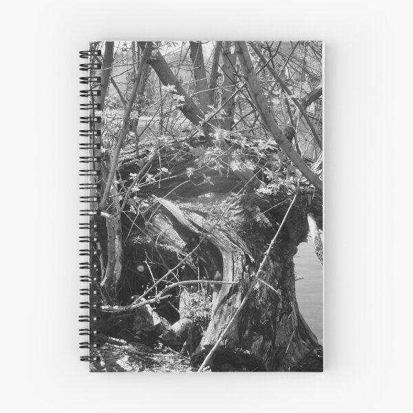Artikelvorschau, Alter umgestürzter Baum in Schwarz und Weiß entworfen und verkauft von Shulie1.