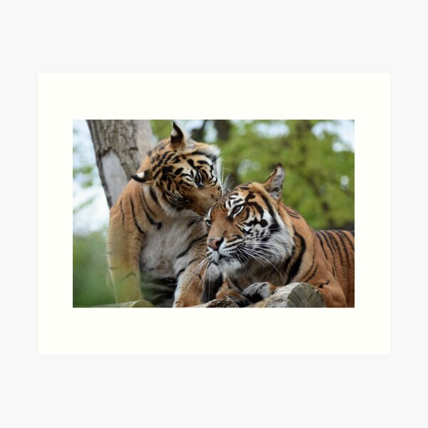 Tigers showing affection Art Print