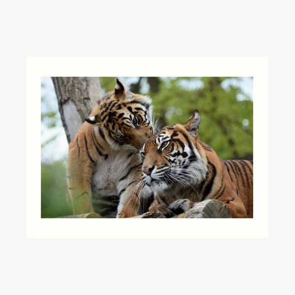 Tigers showing affection Art Print