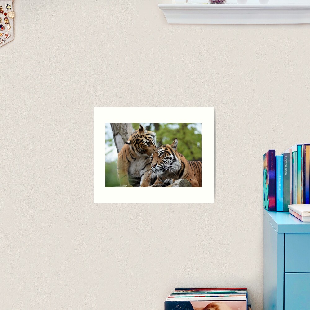 Tigers showing affection Art Print