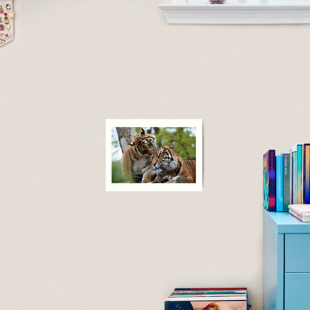 Tigers showing affection Art Print