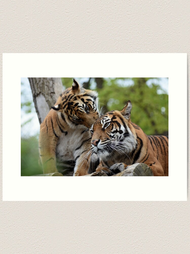 Alternate view of Tigers showing affection Art Print
