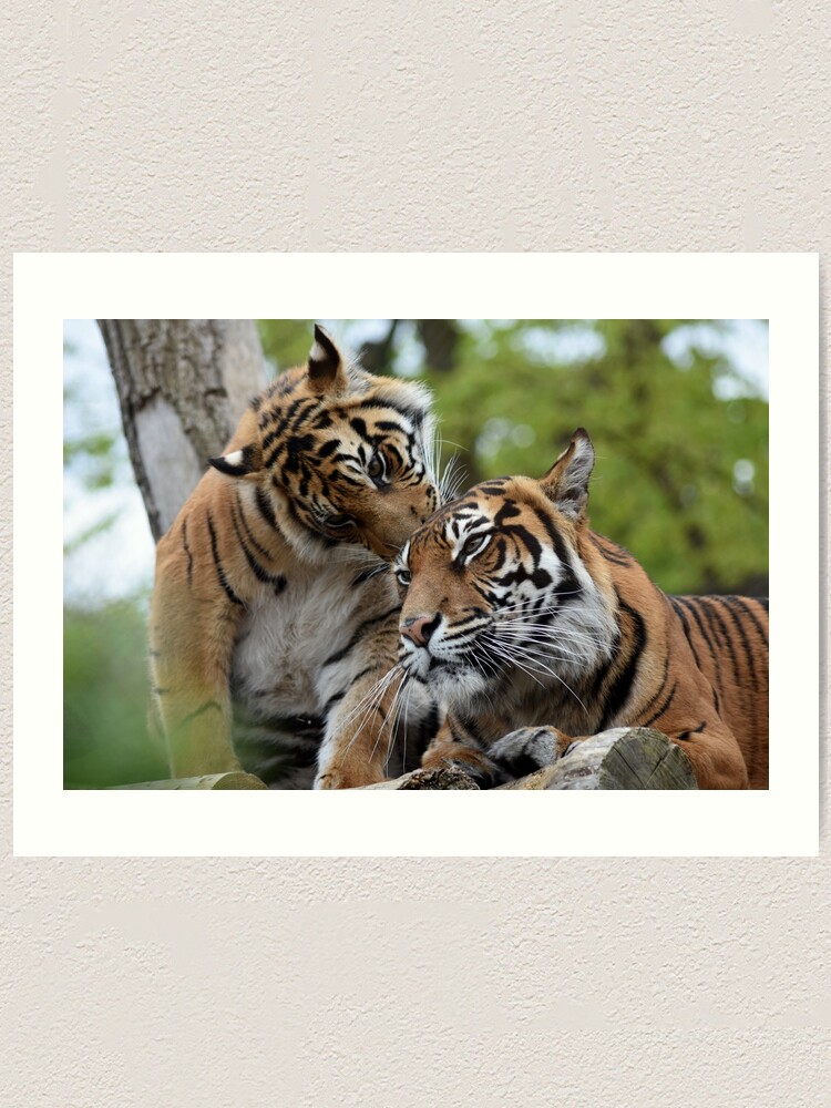 Alternate view of Tigers showing affection Art Print
