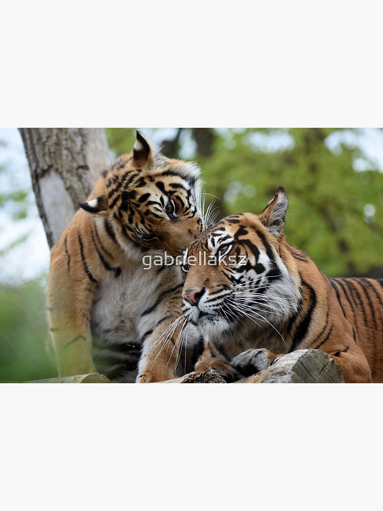 Tigers showing affection by gabriellaksz