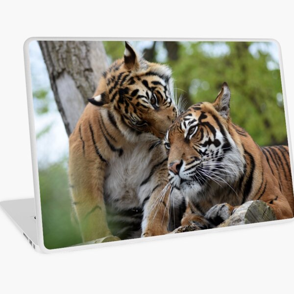 Tigers showing affection Laptop Skin