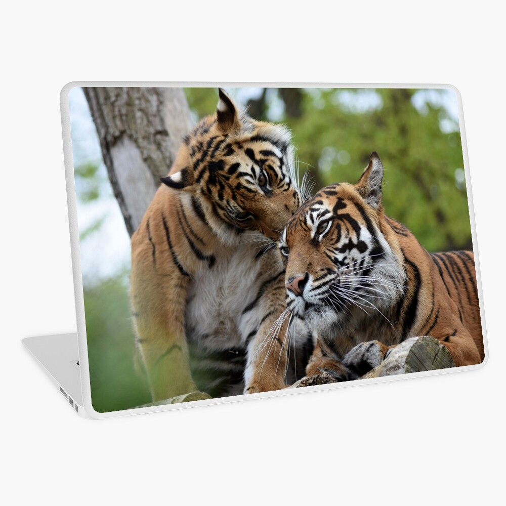 Tigers showing affection Laptop Skin