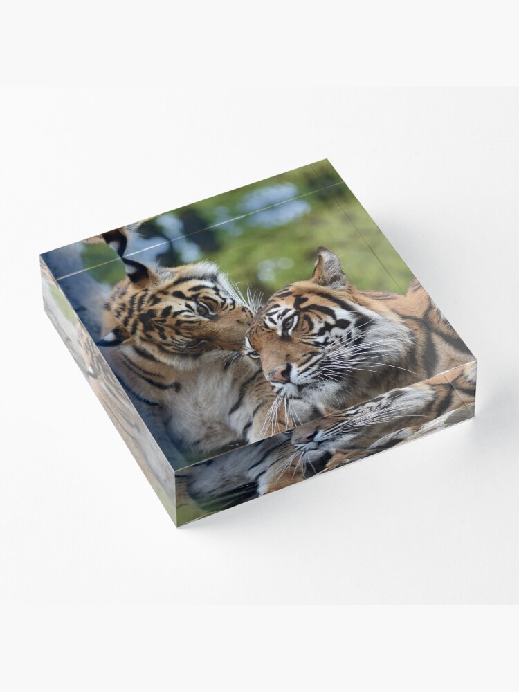 Alternate view of Tigers showing affection Acrylic Block