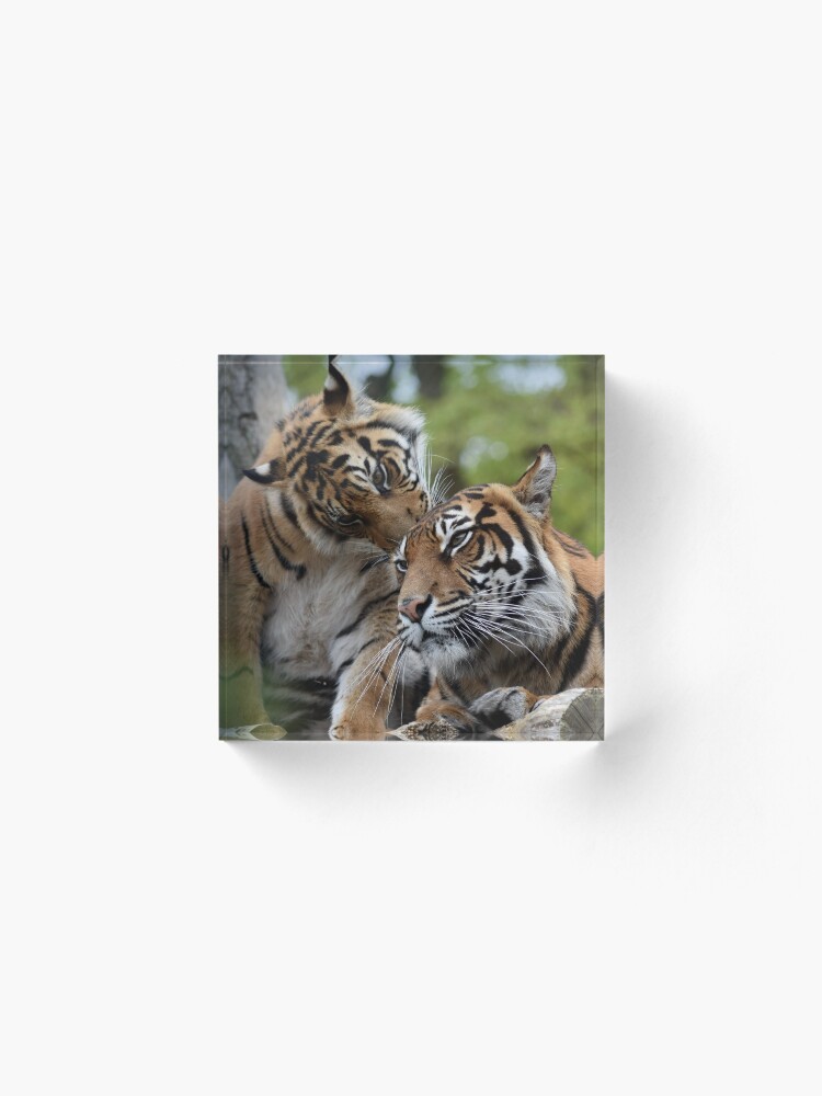 Alternate view of Tigers showing affection Acrylic Block